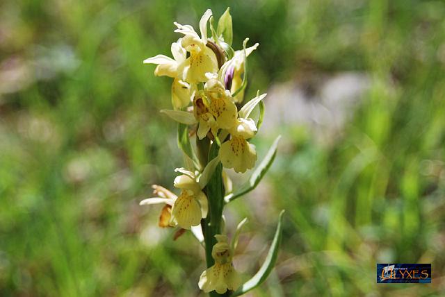 orchis  pauciflora.JPG